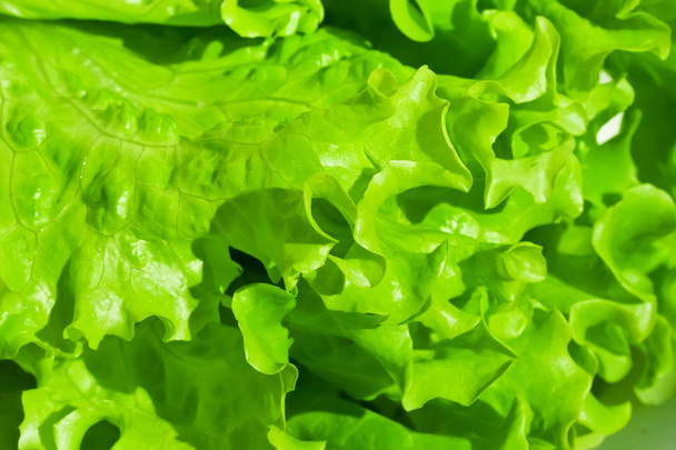 Lettuce - Φωτογραφία, εικόνα