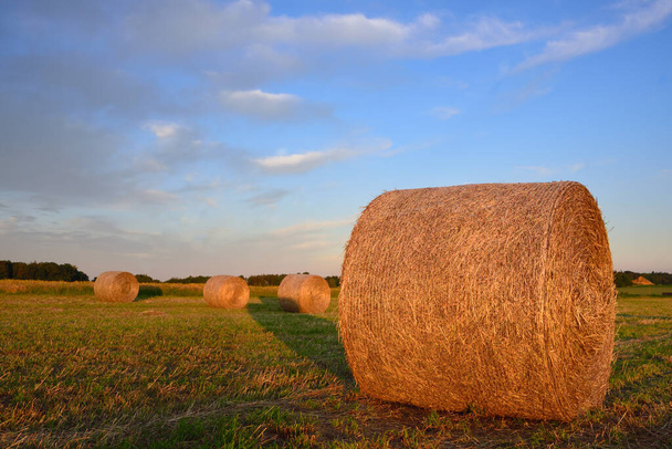 Dans la soirée, plusieurs grosses balles rondes de foin se trouvent sur la prairie dans le champ, contre un ciel bleu avec des nuages, en Bavière - Photo, image