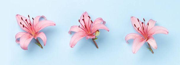 Pink lily flowers over blue background. Top view flat lay - Photo, Image