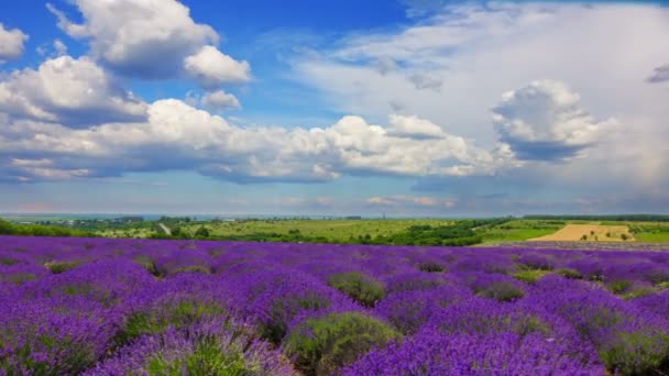 Tijdsverloop van pluizige wolken over een veld van lavendel. - Video