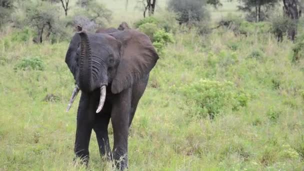Az elefánt beüti magát a törzsével. - Felvétel, videó