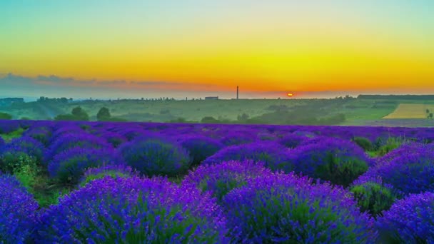 Tijdverloop van zonsopgang boven een veld van lavendel.  - Video