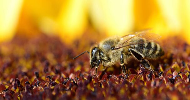 Eine Honigbiene sucht im Sommer auf einer Sonnenblume nach Pollen - Foto, Bild