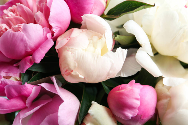Closeup view of beautiful fragrant peony flowers - Valokuva, kuva