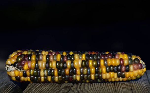 Gros plan d'une épi de maïs colorée pour l'ornement sur fond sombre avec espace libre - Photo, image
