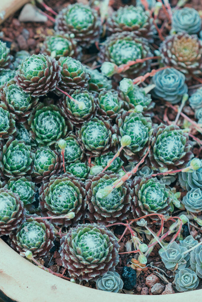 Succulents or cactus in a garden. Sempervivum or hen and chicks, in flower pot. Close up image of succulent.Top view. - Photo, Image