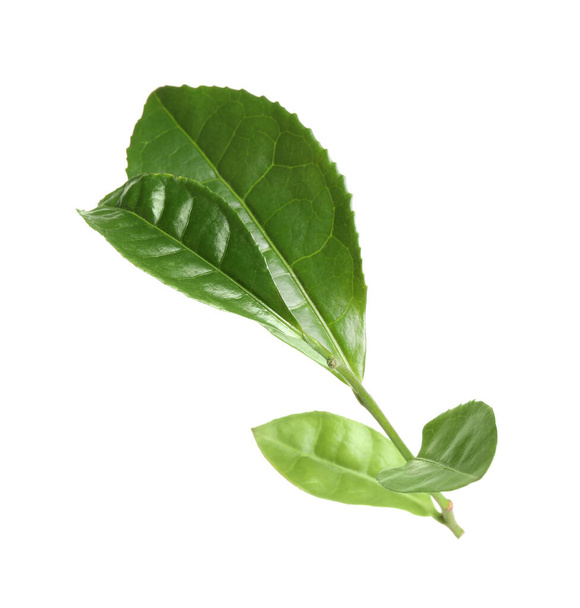 Green leaves of tea plant isolated on white - Фото, изображение