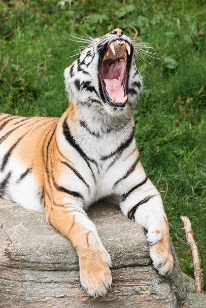 тигр - Фото, изображение