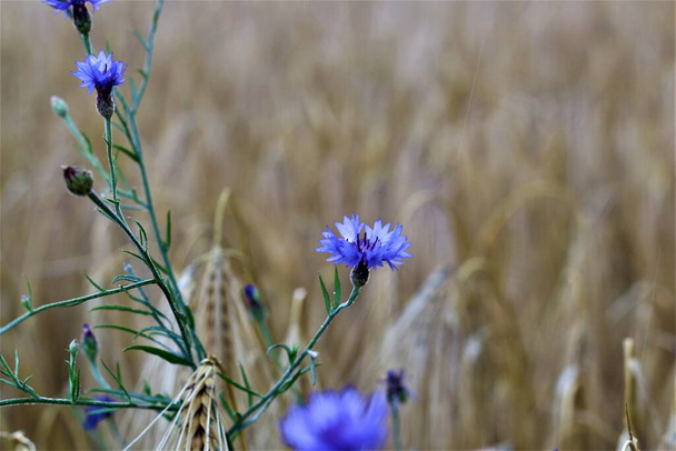 blue cornflowers between ripe cereals in the field - Photo, Image