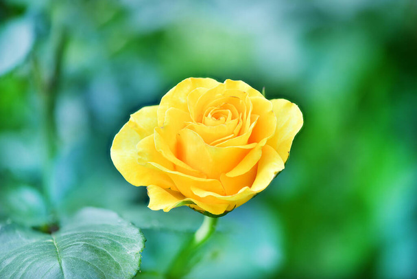 Tökéletes szingli sárga rózsa levelekkel. Nyitott, hihetetlenül gyönyörű sárga rózsa a kertben. Nagy felbontású fotó. Szelektív fókusz. - Fotó, kép