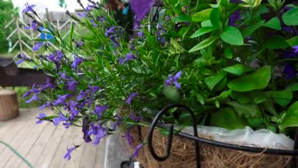 Pot de fleurs suspendu brun avec des fleurs violettes - Séquence, vidéo