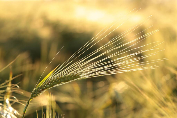 Oreja de trigo en el campo al atardecer
 - Foto, imagen