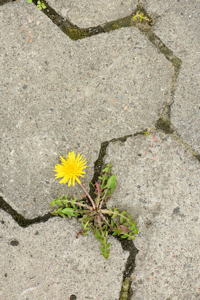 Top view of yellow dandelion flower between grey paving stones. High resolution photo. Full depth of field (DOF). - Photo, Image