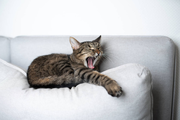 kot ziewanie na kanapie - Zdjęcie, obraz