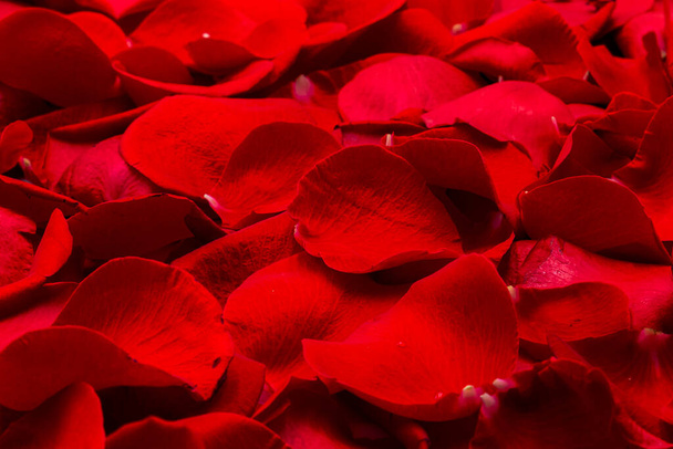 Κόκκινο φυσικό φόντο από κόκκινα ροδοπέταλα με σταγόνες νερού - Φωτογραφία, εικόνα