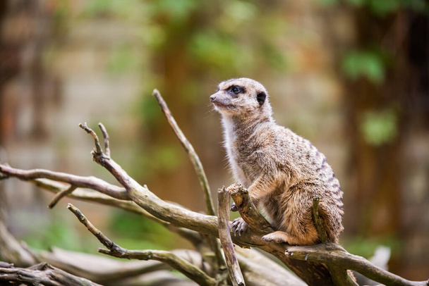 Meerkat, Suricata suricatta, siedzi na drzewie - Zdjęcie, obraz