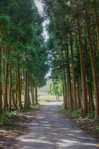 The road in the forest on the island of Terceira in Portuguese archipelago of the Azores. - Foto, imagen