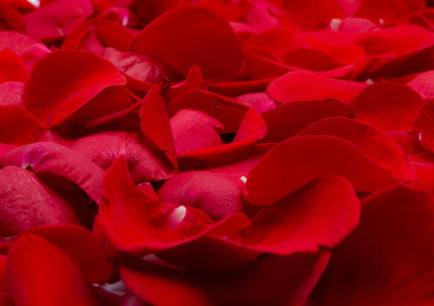 Fondo rojo natural de pétalos de rosa roja con gotas de agua
 - Foto, Imagen