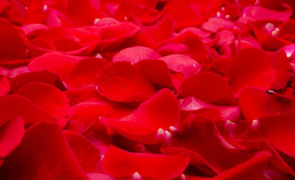 赤いバラの花びらの背景に水滴が付いています - 写真・画像