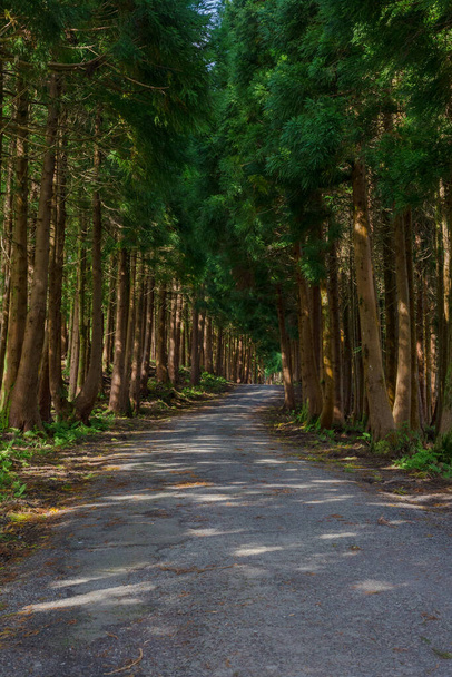 The road in the forest on the island of Terceira in Portuguese archipelago of the Azores. - Foto, immagini