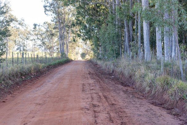 Roter Feldweg. Eukalyptushain für die Papier- und Zelluloseproduktion. Überland im Landesinneren Brasiliens. Straßennetz ohne Pflasterung. Wirtschaftsweg. - Foto, Bild