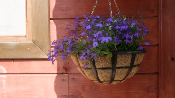 Tir de pot de fleurs suspendu avec des fleurs violettes - Séquence, vidéo