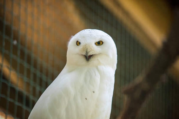 Snowy owl sitting quietly looking out in zoo - Foto, afbeelding