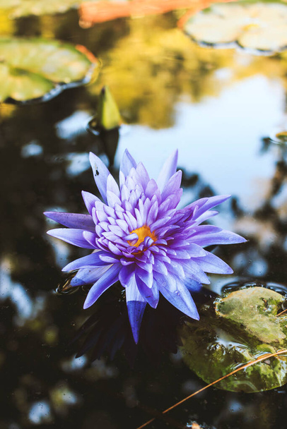 Light blue lotus with soft-focus in the background and over light - 写真・画像