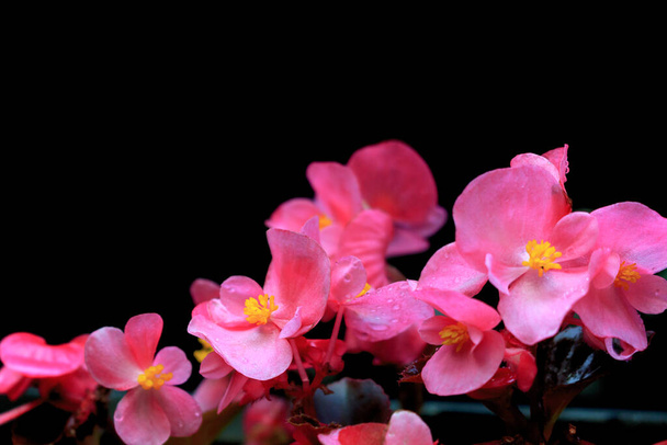 begonias flor víspera rosa imagen aislada
 - Foto, imagen