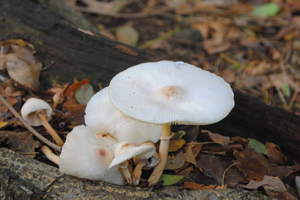 Wild Mushroom Growing on Forest ground. Boom, growth. - Photo, Image