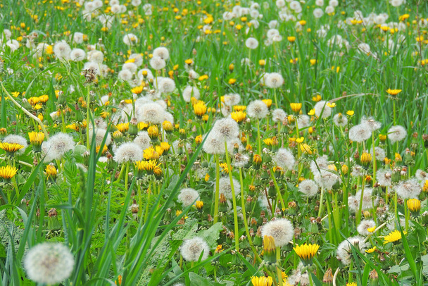 春の牧草地に黄色いタンポポを咲かせます。緑の草原を背景に明るい花のタンポポ. - 写真・画像