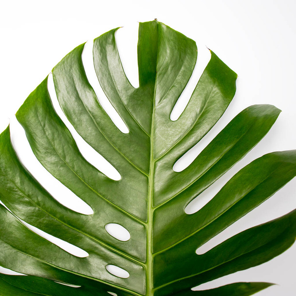 Natural green fresh monstera leaves border frame on white abstract background isolated. Room for text. Tropical summer concept. one Tropical jungle Monstera leaves - 写真・画像