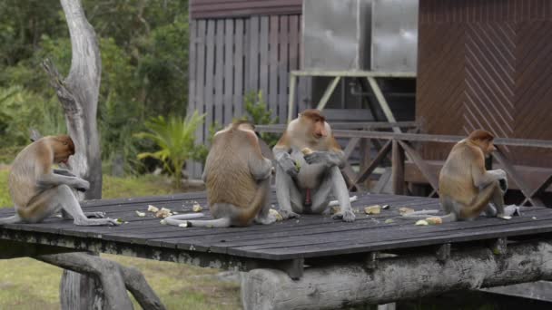 Proboscis majom (Nasalis larvatus) vagy hosszú orrú majom. Régi majom szokatlanul nagy orral. Borneóra jellemző. - Felvétel, videó