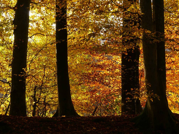 A beautiful shot of an autumnal forest with lots of trees - Фото, изображение