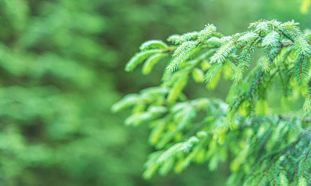 Spruce branches background. - Photo, Image
