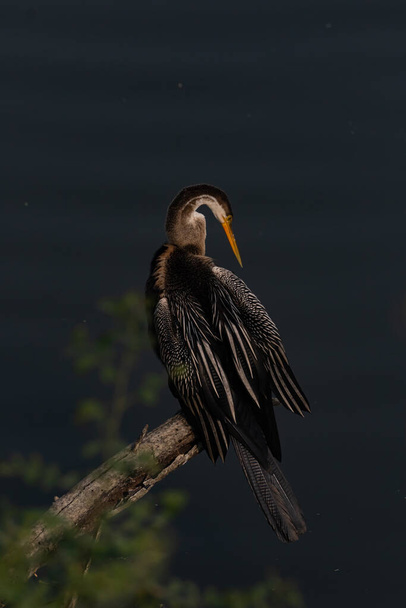 An oriental darter also called Indian darter siting in a tree branch using its beak to scratch its feathers at Bharatpur bird sanctuary also known as keoloadev national park in Rajasthan India - Photo, Image