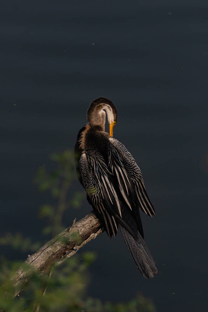 インドのダーターとも呼ばれる東洋のダルターは、インドのラジャスタン州のケロラーデフ国立公園としても知られるバラットプル鳥保護区で羽を掻くためにくちばしを使用して木の枝に座っています - 写真・画像