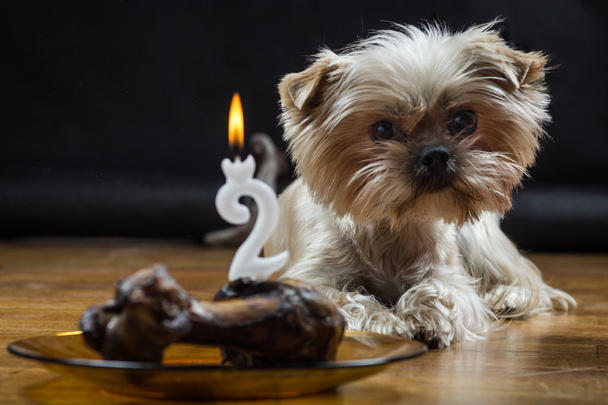 Pequeño perro fiesta de cumpleaños
 - Foto, Imagen