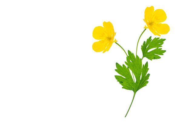 Yellow wildflowers buttercup isolated on white background. flower - Photo, Image