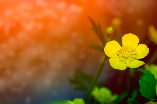 bright yellow flowers buttercups on a background summer landscape. - Photo, Image