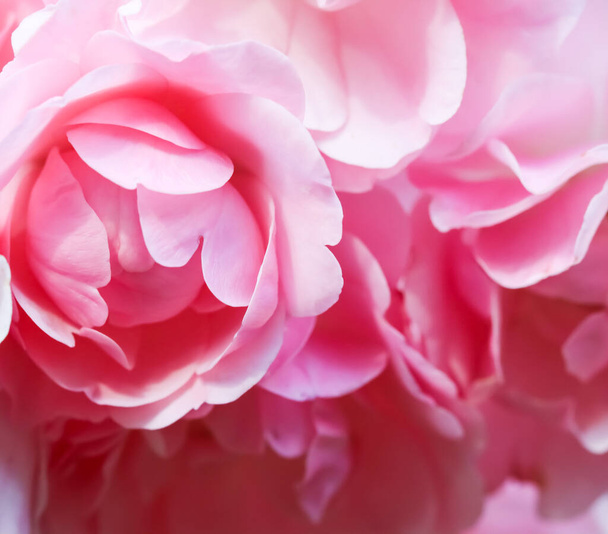 Botanische concept, bruiloft uitnodiging kaart - Zachte focus, abstracte bloemenachtergrond, roze roos bloem. Macro bloemen achtergrond voor vakantie merk design - Foto, afbeelding