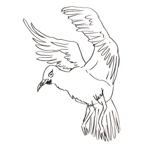 Vector stock illustration the flying seagull. Outline. - Вектор, зображення