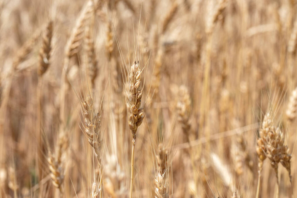 Campos de trigo al final del verano completamente maduros. - Foto, Imagen