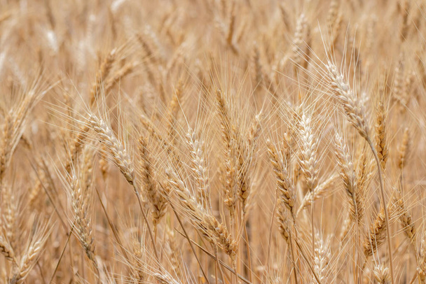 Золотое пшеничное поле. Природный ландшафт заката. Фон спелых колосьев лугового пшеничного поля - Фото, изображение