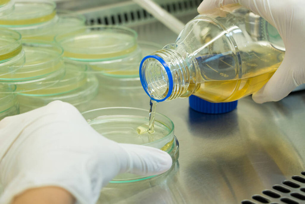 Biológiai biztonsági szekrények laboratóriumában mikrobiológiai vizsgálatokat végző tudós. - Fotó, kép