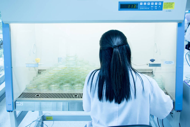 Wetenschapper voert microbiële tests uit in het laboratorium voor biologische veiligheidskasten. - Foto, afbeelding