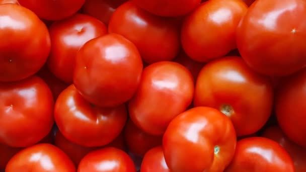 Oogst van rijpe rode tomaten close-up, bovenaanzicht. - Video