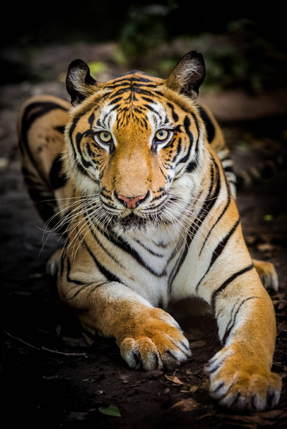 A tiger in a forest on a black background shows in the zoo. - Foto, afbeelding