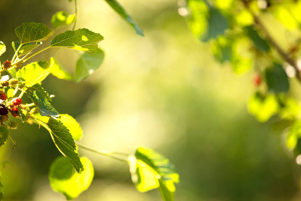Естественный размытый летний фон с тутовыми листьями. Горизонтальный формат. Использовать в качестве заставки в дизайне гаджета
. - Фото, изображение