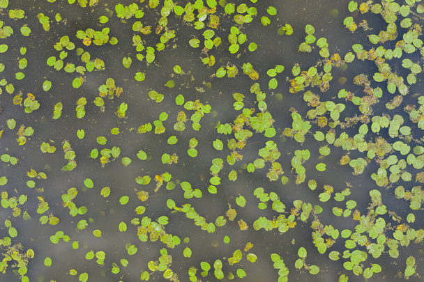 Luchtfoto van waterleliekussens op wateroppervlak. - Foto, afbeelding